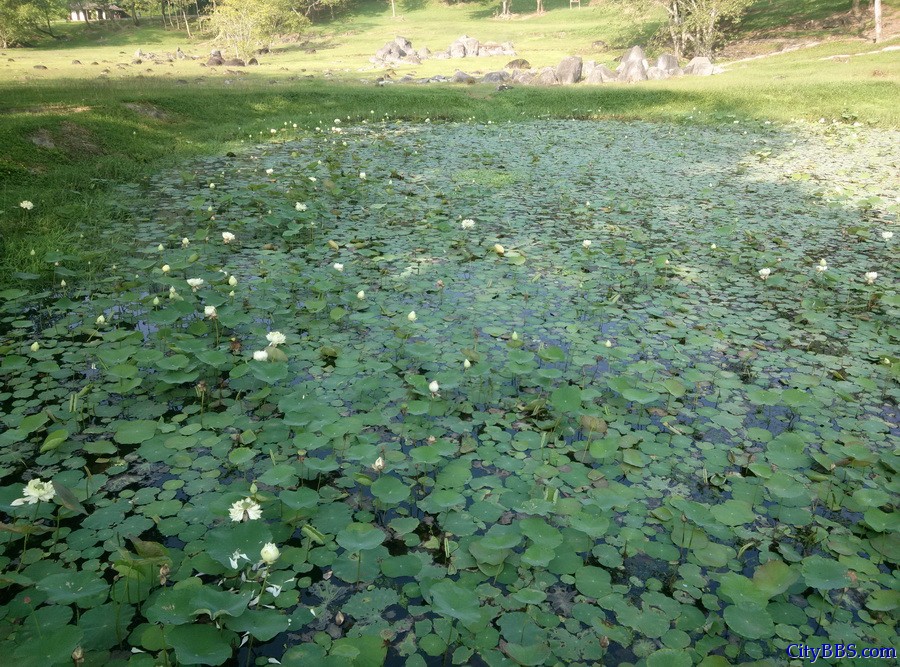温泉边上的荷花池，荷花长得挺茂盛