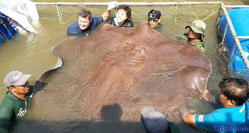 美国男子在泰国钓到4.3米长黄貂鱼 重逾700斤