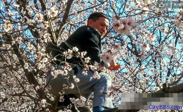 中国游客来了！日本景区遭遇樱花浩劫