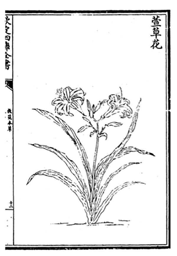 中国也有代表母亲的花，不是康乃馨而是“黄花菜”