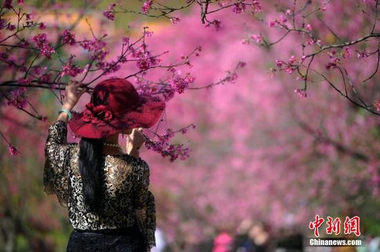 多个旅游景区打花牌招揽游客出境赏樱价看涨