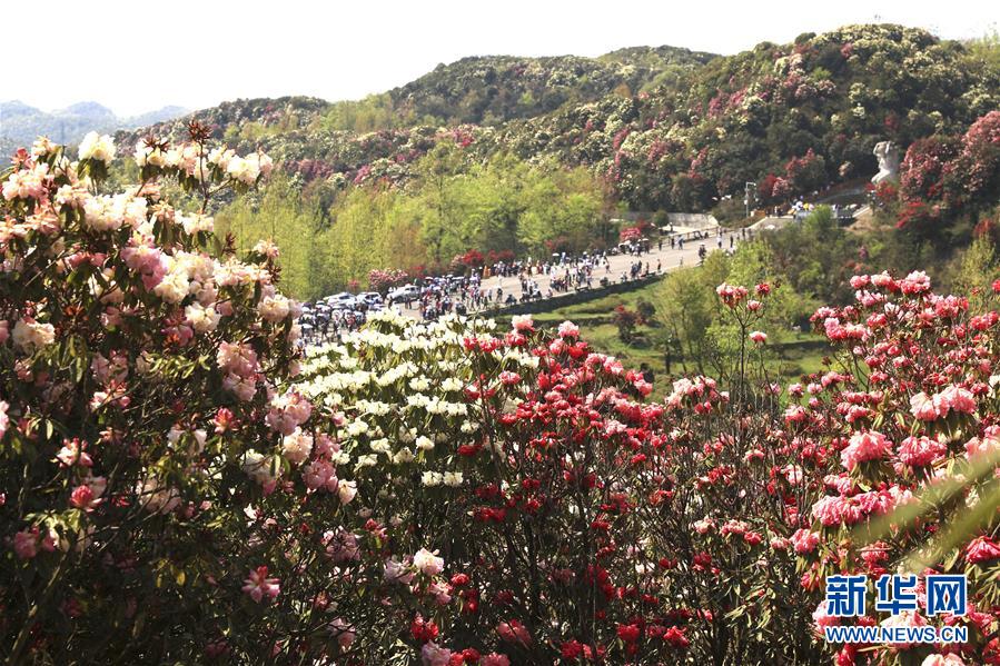 4月7日，游客在贵州省毕节市百里杜鹃金坡景区游览。清明时节，人们外出旅游，踏青赏花，感受春天的美好。 ...