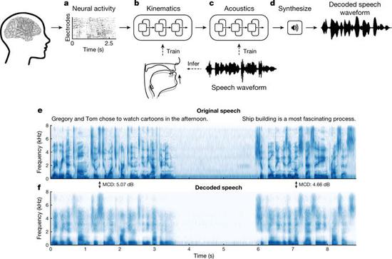华裔科学家成功解码脑电波 AI直接从大脑中合成语音