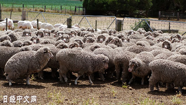 最大羊毛出口国澳大利亚正受到中美对立的影响