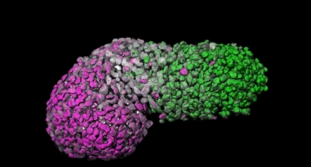 科学家建出干细胞人类胚胎.jpg