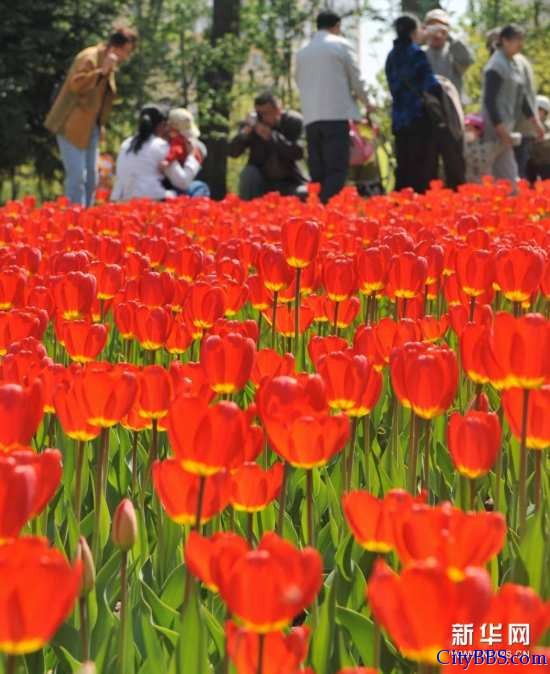 第九：长春 资料图片：5月17日，游客在长春市长春公园内欣赏盛开的郁金香。新华社记者.jpg
