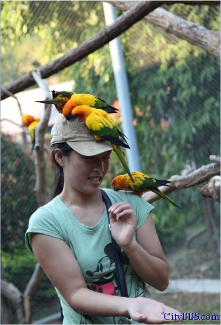 清迈的夜间动物园 Chiangmai Night Safari