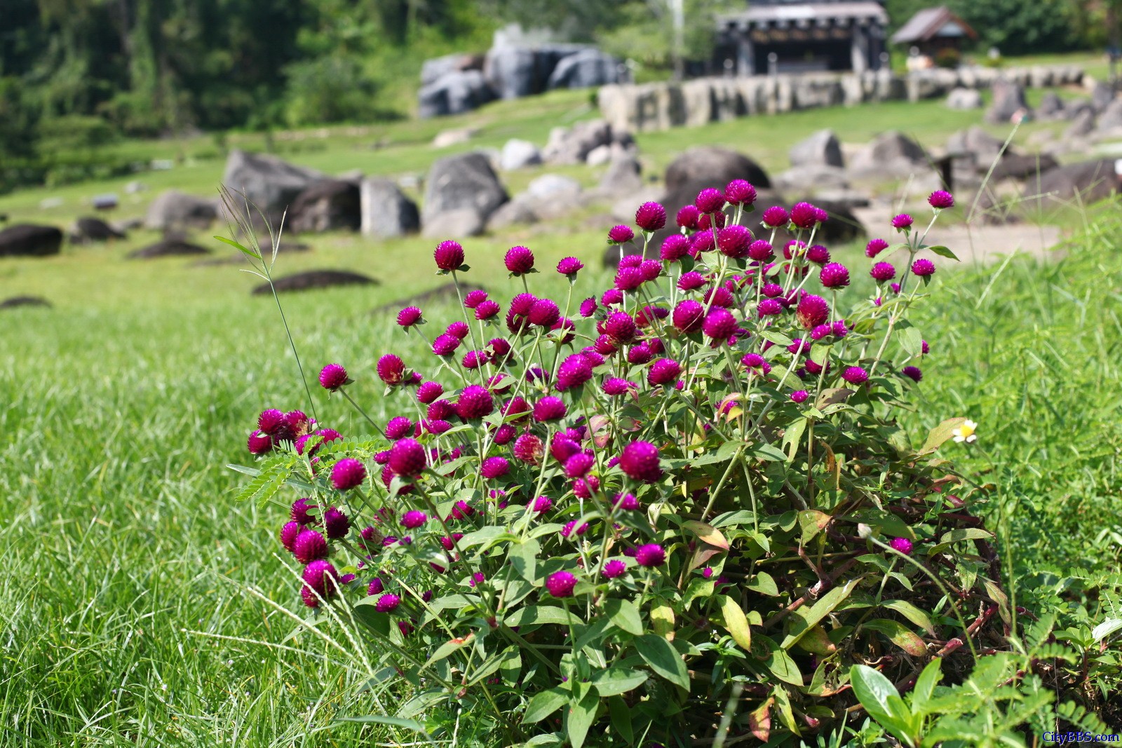 泰国Doi Pha Hom Pok森林公园的温泉