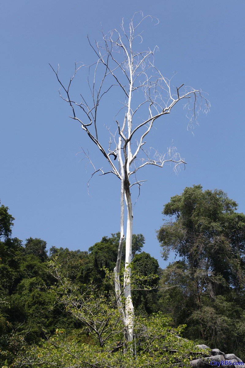 泰国Doi Pha Hom Pok森林公园的温泉