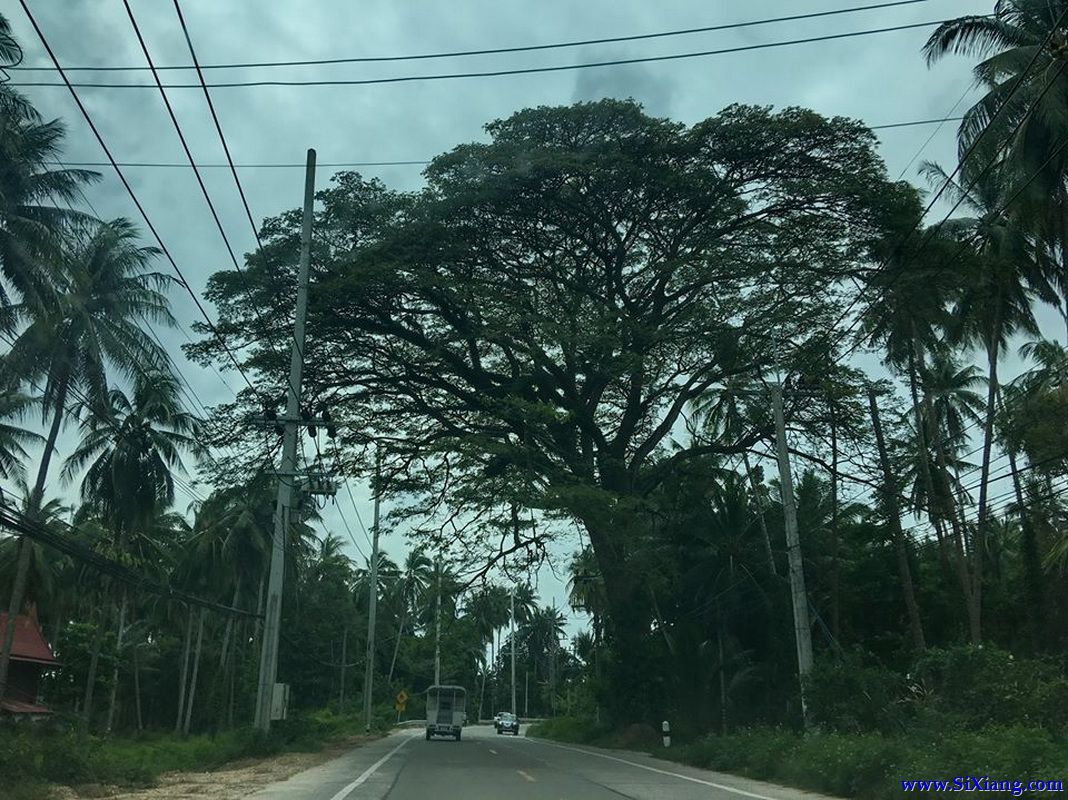 苏梅岛（Koh Samui）至春蓬（Chumphon）