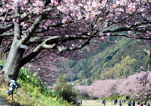 2018年3月3日，在日本静冈县河津町，游人欣赏河津樱。