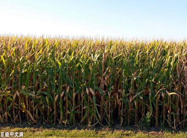 美国中西部的玉米地