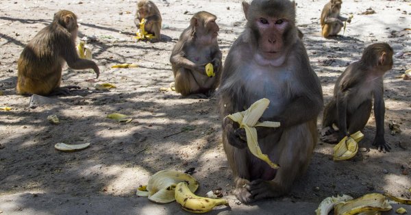 印度惊天劫案一群猴子抢走新冠患者血液样本