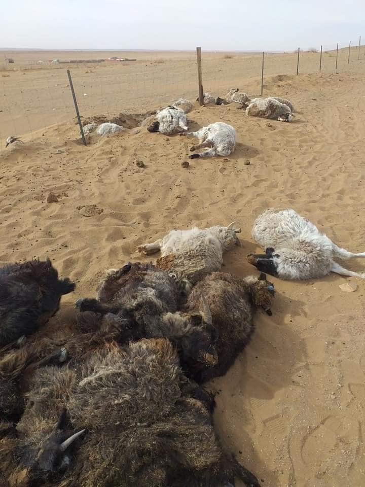 蒙古特大沙尘暴遇难人数升至10人有11人失踪