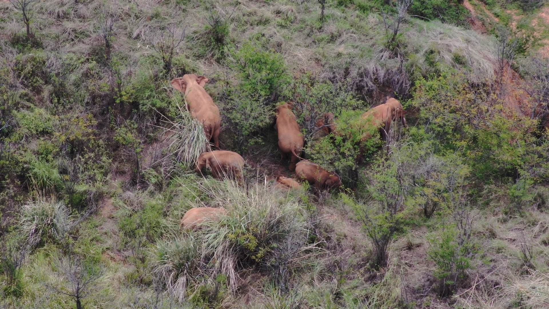6月18日在玉溪市峨山县境内拍摄的象群