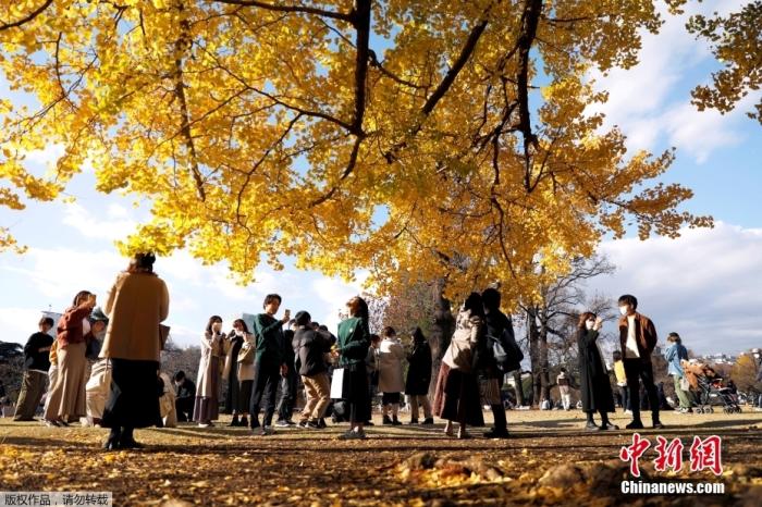 日本东京秋色浓郁，民众户外拍照散步