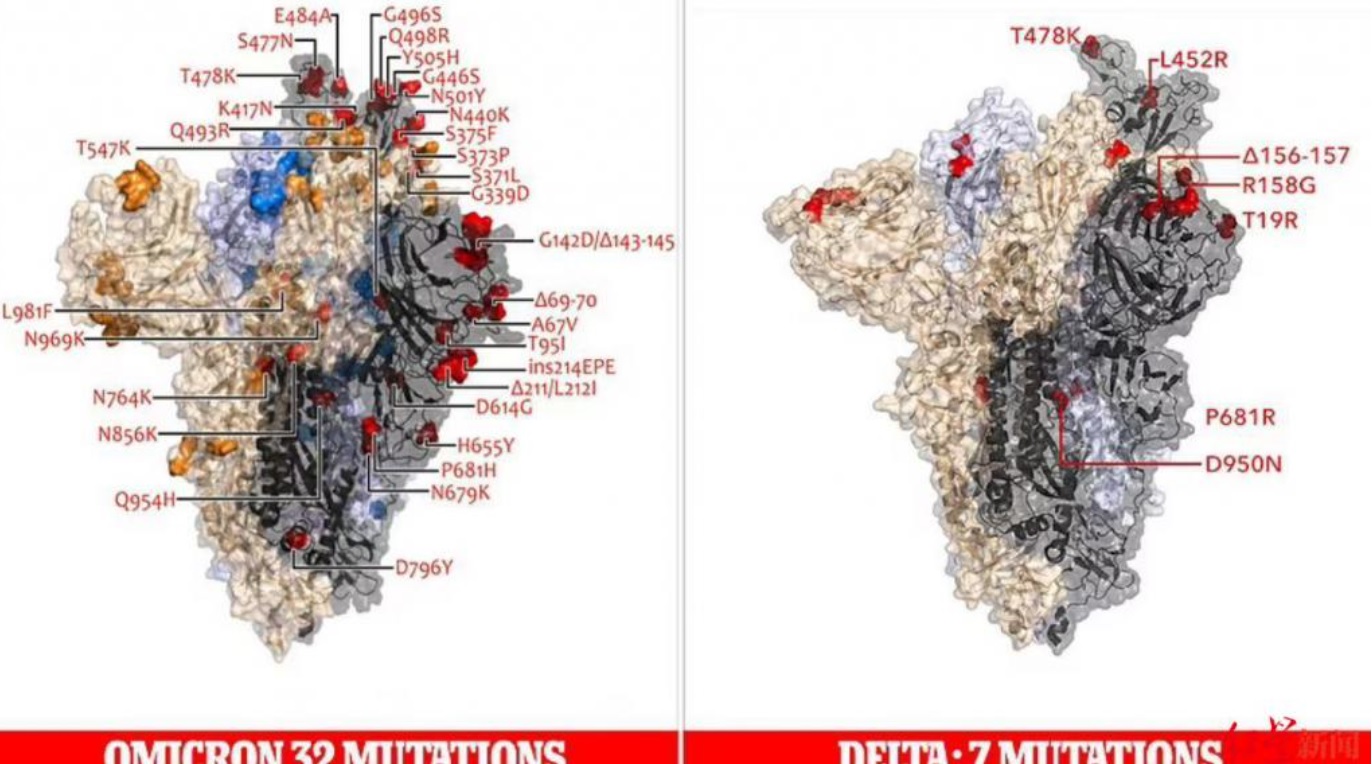 奥密克戎和德尔塔两大毒株的变异对比