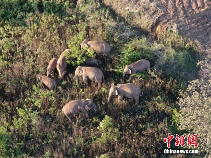 云南迁移象群重新进入易门境内十街乡附近林地活动