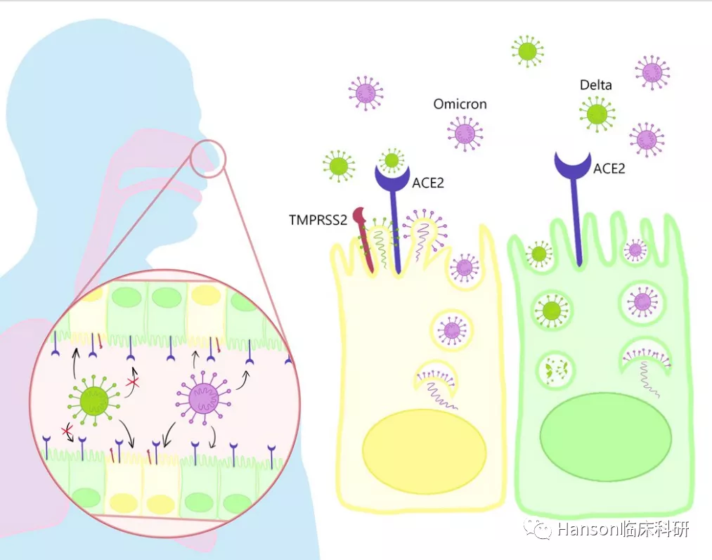 奥密克戎更像上呼吸道病毒
