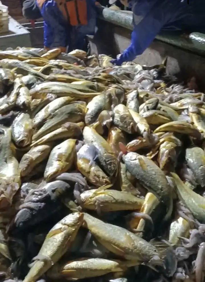 浙江渔民一网捕了4000多斤野生大黄鱼