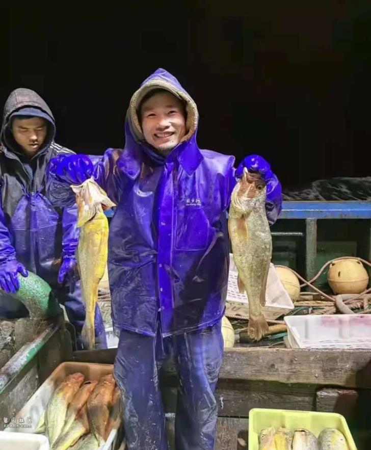 浙江渔民一网捕了4000多斤野生大黄鱼