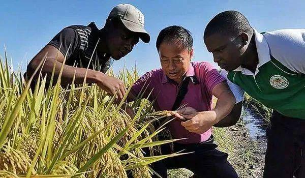 在马达加斯加，经过10多年的推广，中国杂交水稻在当地种植面积越来越大