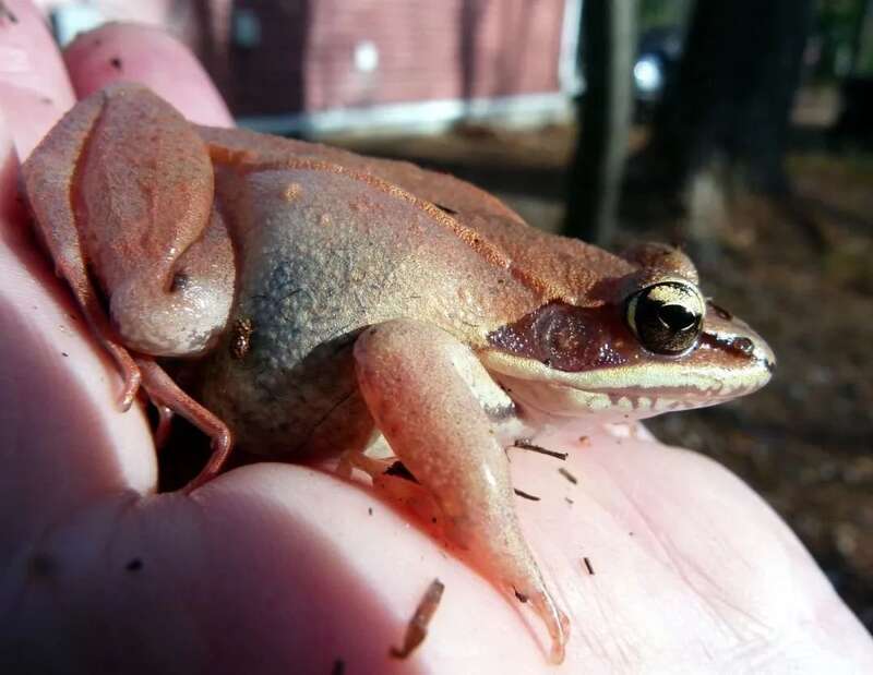 木蛙最低能耐受-18°C的严寒，即便是冷冻7个月之久，气温升高后还依然能够正常复苏，活蹦乱跳，毫发无损 ...
