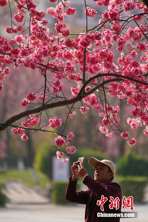 花花世界迷人眼 云南昆明繁花绽放春意正浓
