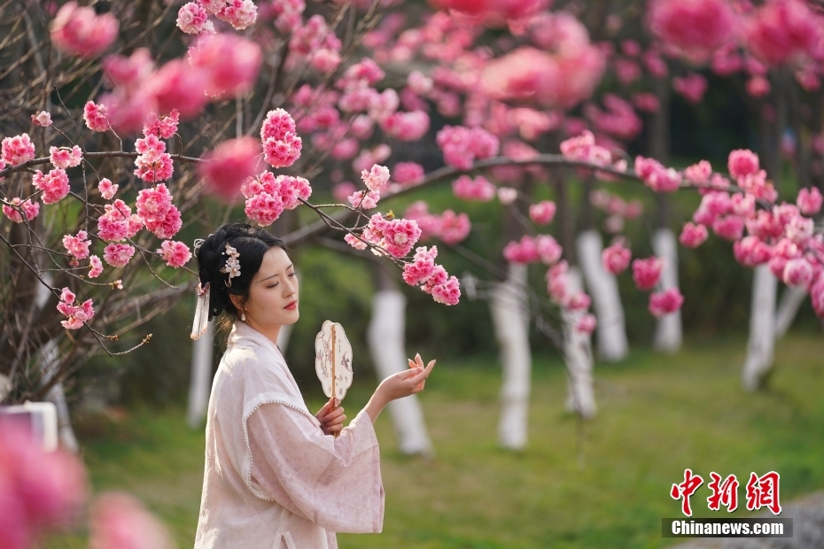 花花世界迷人眼 云南昆明繁花绽放春意正浓