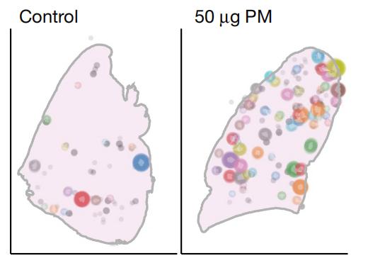 进一步研究发现，发病小鼠的肺部有免疫细胞聚集并分泌了大量IL-1β（一种白细胞介素，可以促进炎性反应）。 ...