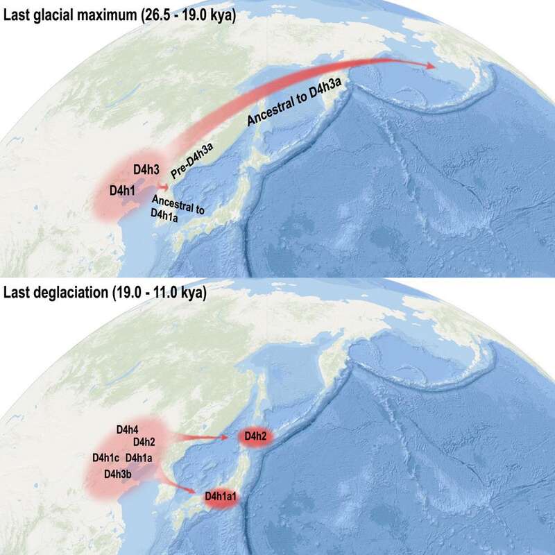 中国北部沿海到美洲发生迁徙的示意图