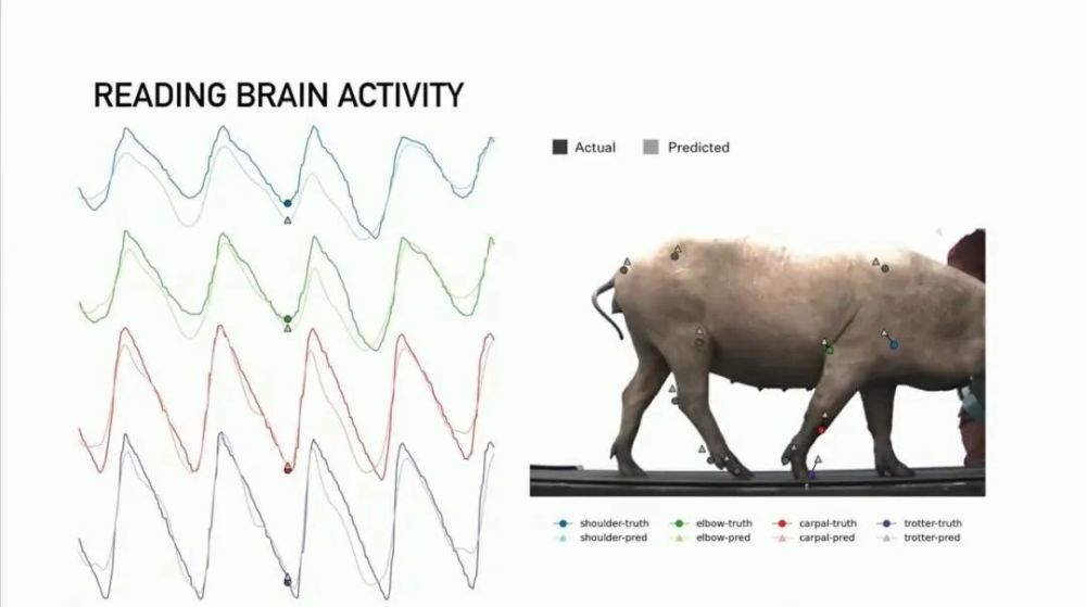 N1 读取猪的脑电波