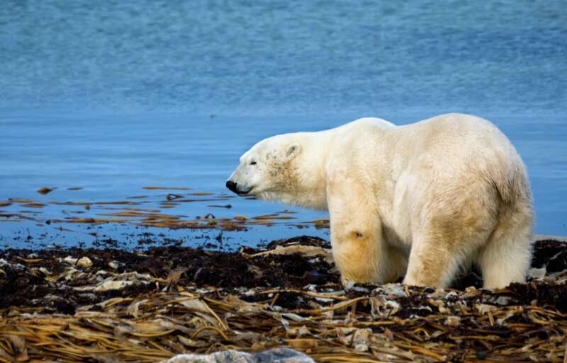 气候变暖让北极熊失去栖息地