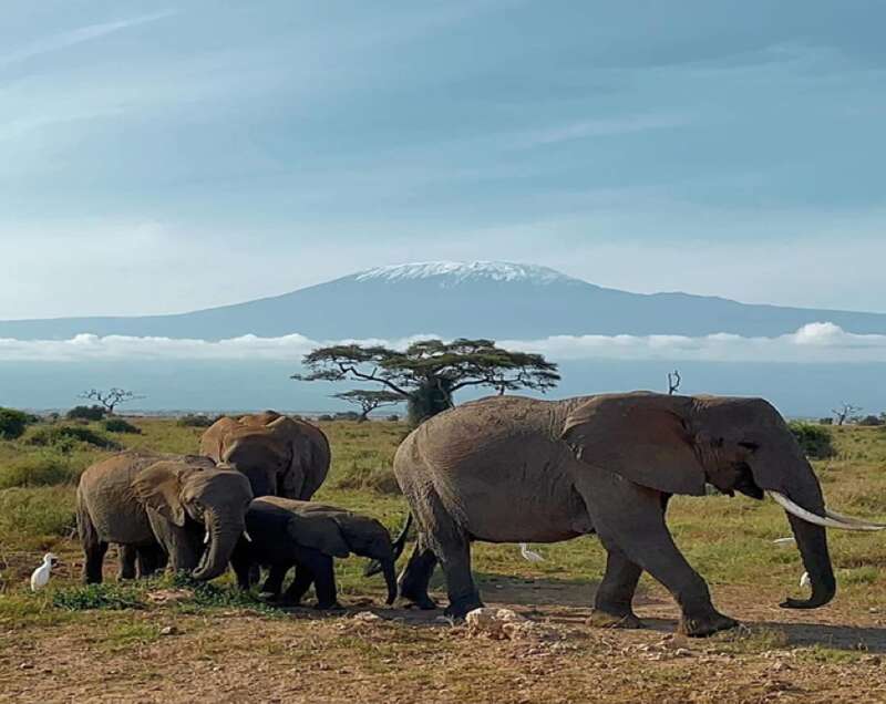 肯尼亚大草原上的象群