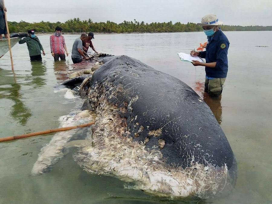 印尼Kapota岛海域发现的一具抹香鲸尸体
