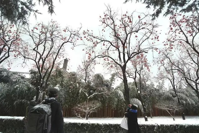 感受雪后京城！摄影爱好者齐聚景山公园