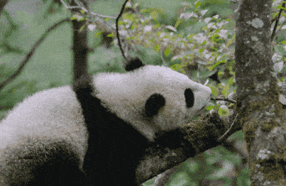 6个月大的熊猫崽，大熊猫国家公园