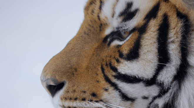 东北虎，是地球上最大的猫科动物