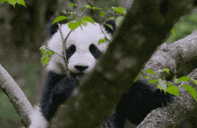 熊猫幼崽用树枝磨牙