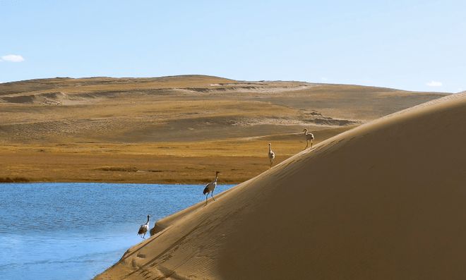 黑颈鹤为了躲避狼，来到沙漠里