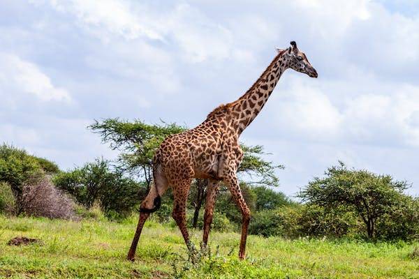 马赛马拉国家保护区：这是肯尼亚最著名的野生动物保护区