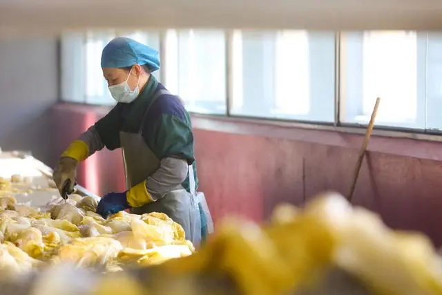 黑龙江翠花集团新民农产品有限公司的生产线上，员工正加工酸菜