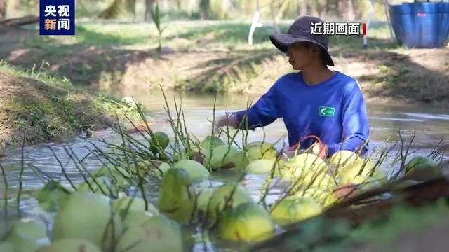 泰国椰子